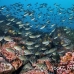 chromis_brown_gor_h_0088_ecu1597.jpg